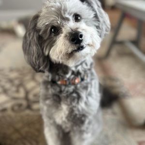 Meet your Posher, Ginny